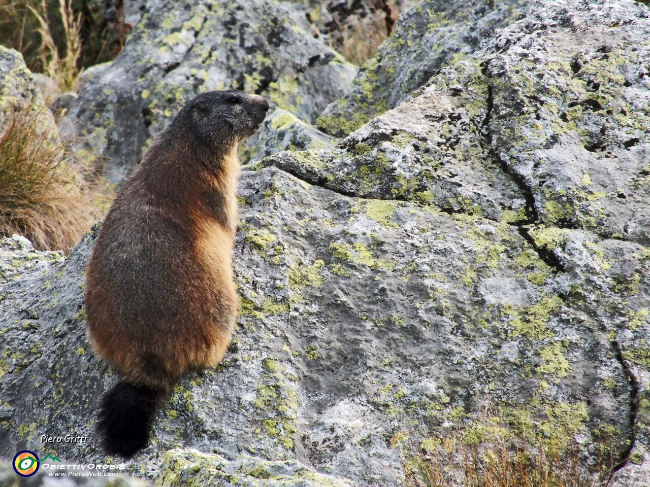 89 Bella marmotta mi osserva 1.JPG
